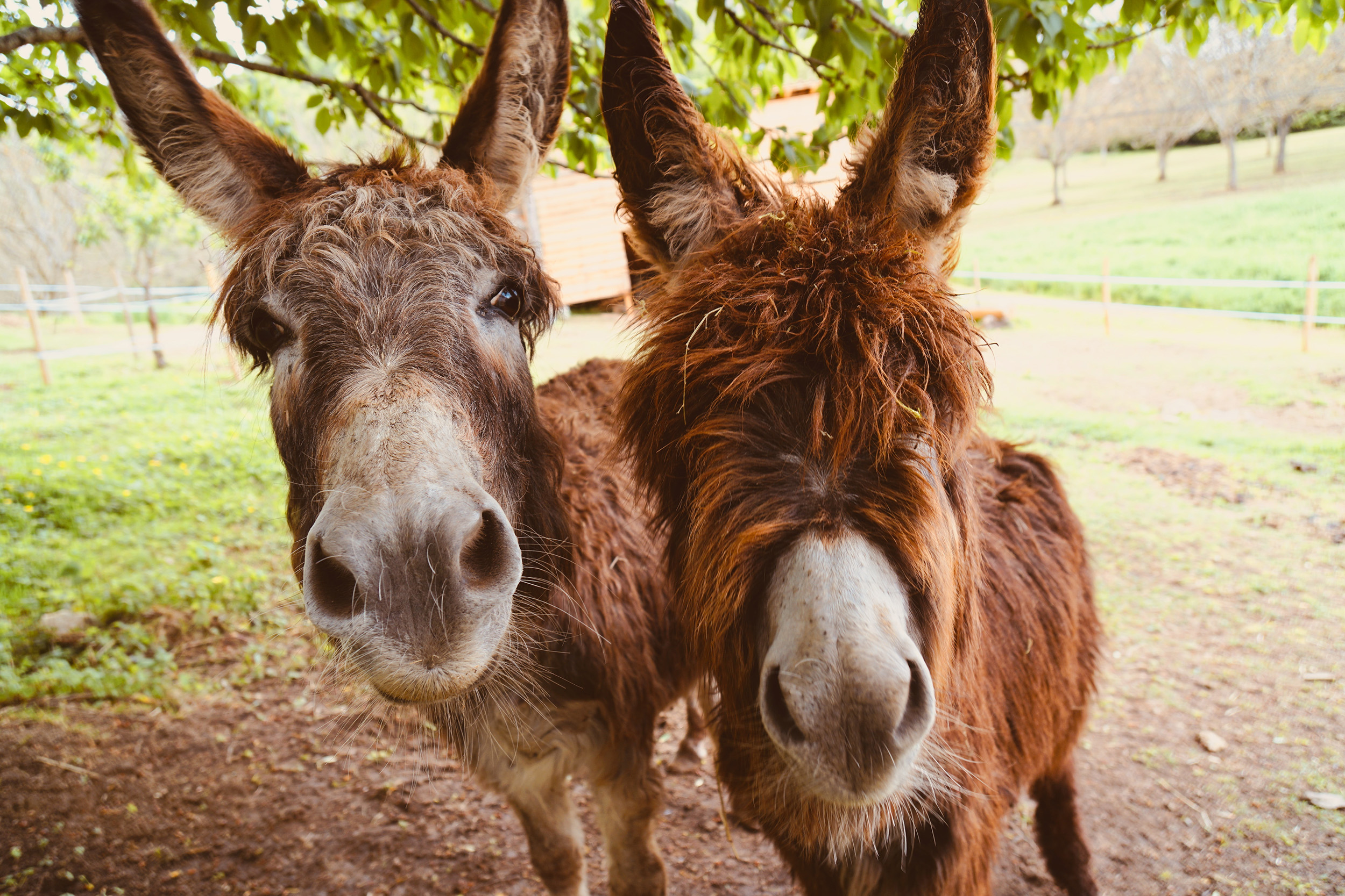 photo of-horses-grazing-in-grass-field-2050425